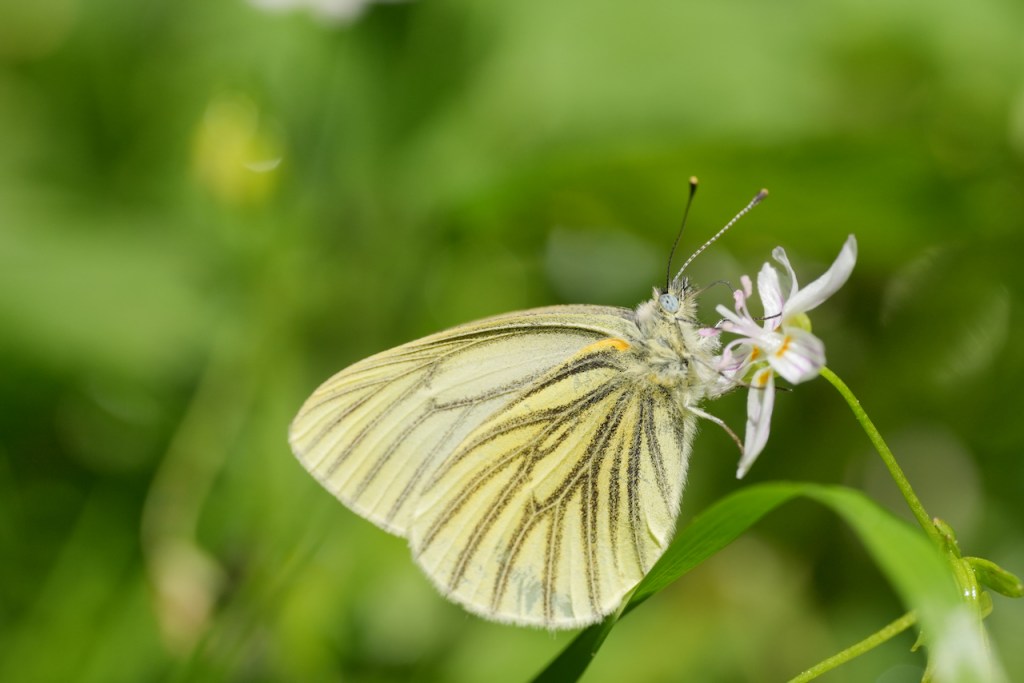 A redwood white butterfly (cream color with black sclaing on the wing veins) nectars on a cadyflower (white with pink stripes)